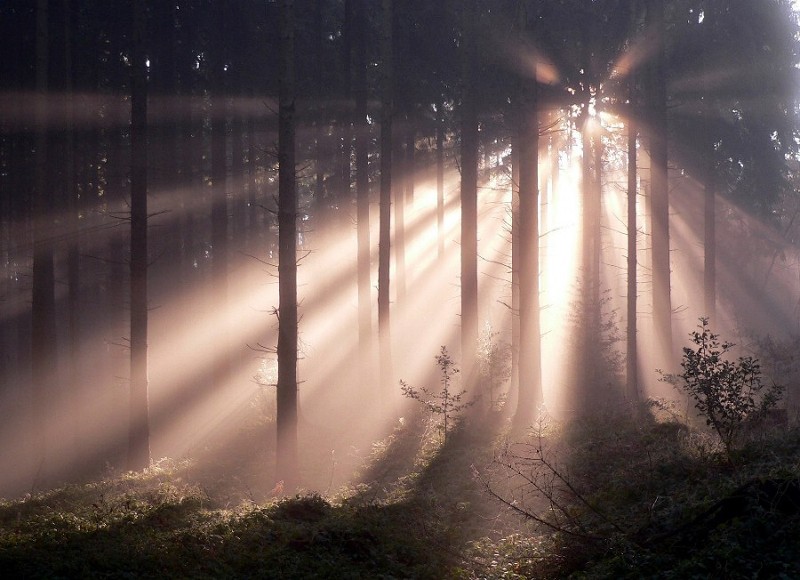 licht_im_wald